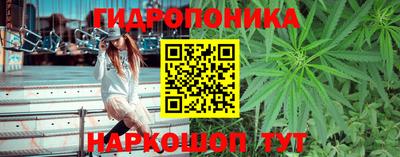 прущие грибы Нальчик